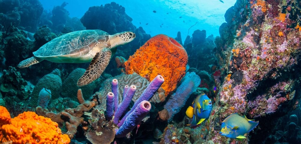 Komodo Island_snorkeling