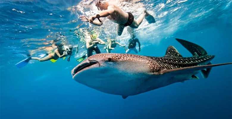 Palawan Philippines snorkeling