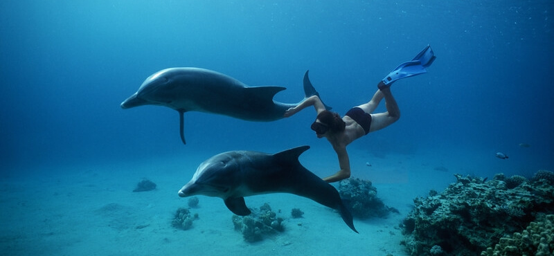 Swimming-with-Dolphins in safaga
