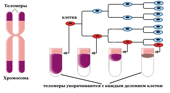 telomere-shortening