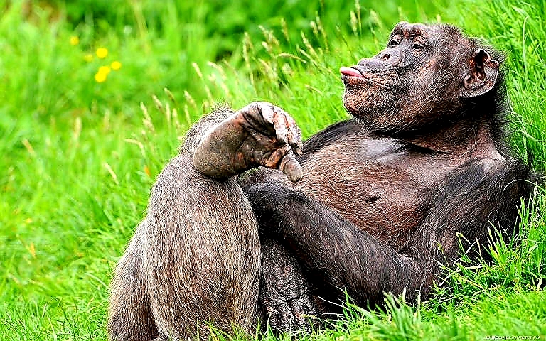 The monkey is resting, his mind is not thinking about anything