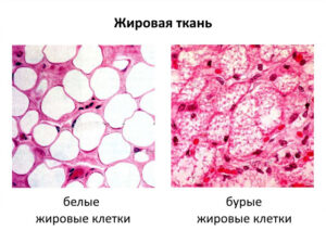White and brown fat cells