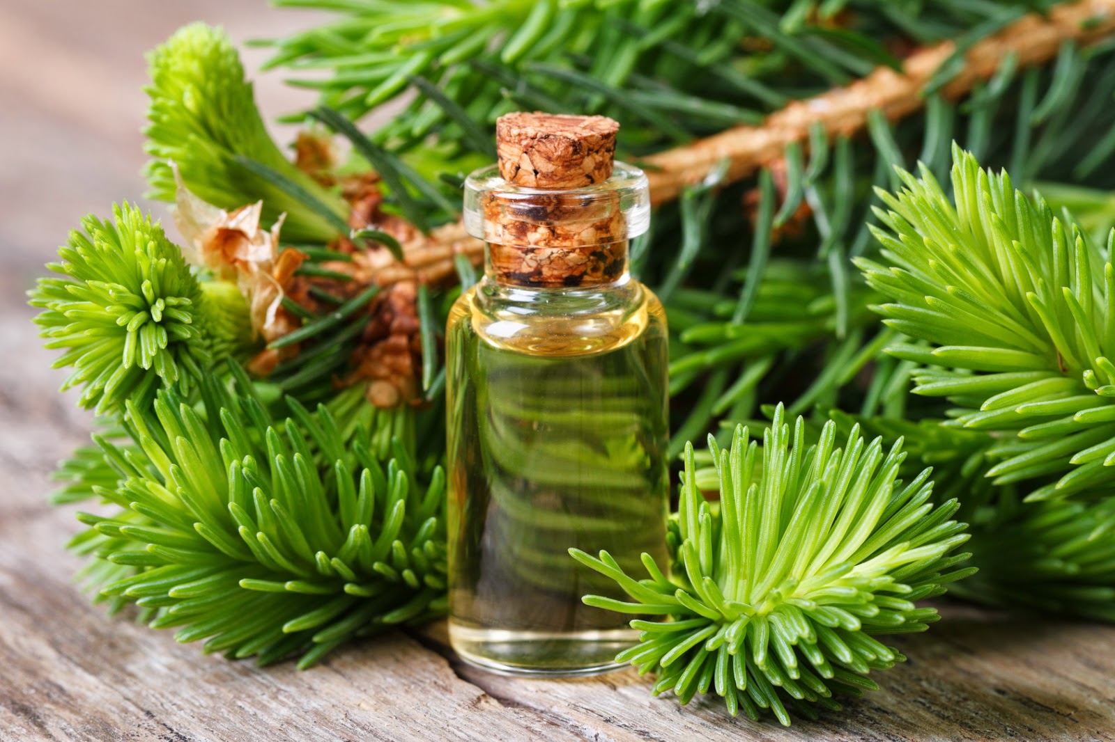 Spruce oil