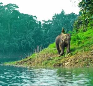 Слон в национальном парке Таиланда