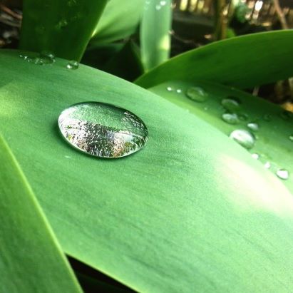 Close-up of a dew drop on a leaf