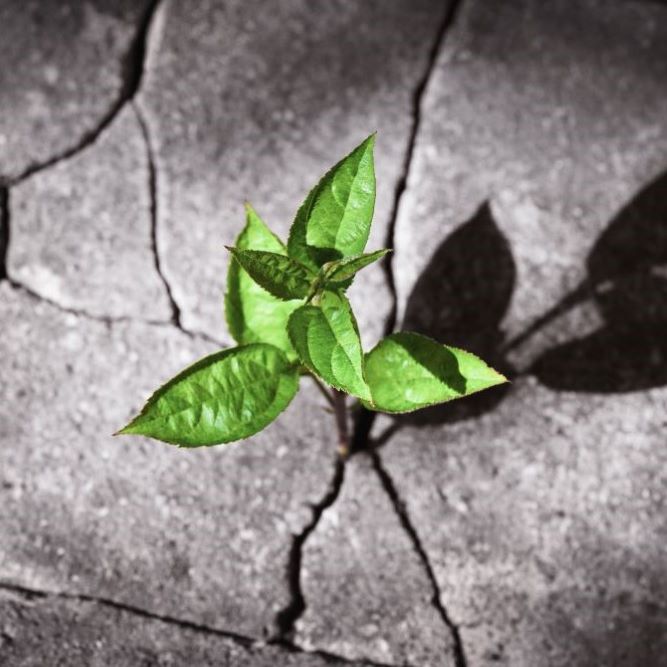 A green sprout breaks through the asphalt